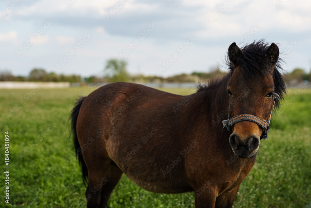 Obraz premium Brown Pony Standing on Green Pasture