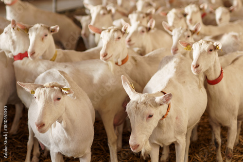 Group of Dairy Goats in Barn on Livestock Farm