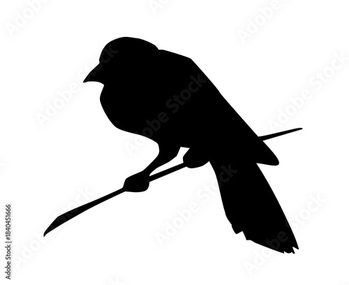 Vector drawing. Tit on white sky backdrop.