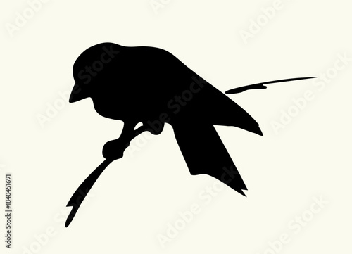 Vector drawing. Tit on white sky backdrop.