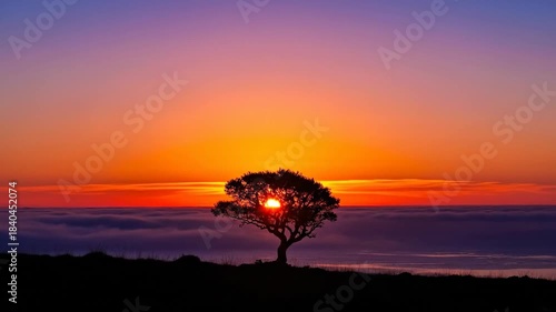 Vantage of solitary tree silhouetted against colorful sunset sky