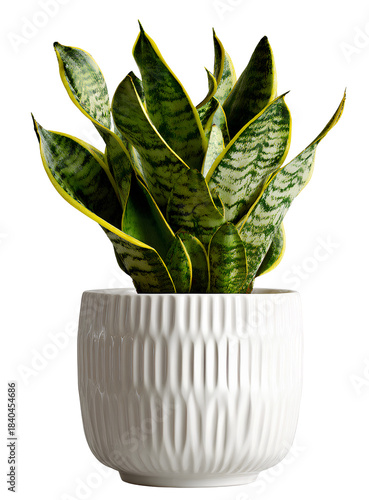 white ceramic pot with snake plant isolated on a transparent background.