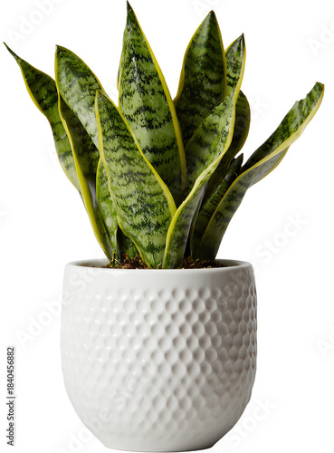 white ceramic pot with snake plant isolated on a transparent background.