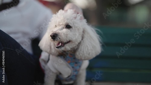 Happy white dog running on leash in urban park at sunset