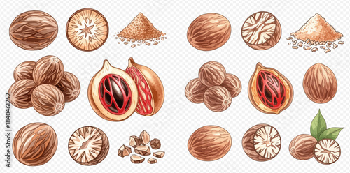 Watercolor illustration set of whole, halved, and ground nutmeg with mace, depicting various forms of the aromatic spice.