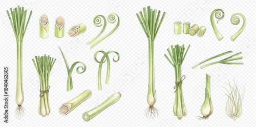 Set of fresh green lemongrass stalks, chopped pieces, and curled leaves, isolated on transparent background.