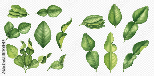 Set of Fresh Green Kaffir Lime Leaves and Citrus Leaves, Botanical Illustration.