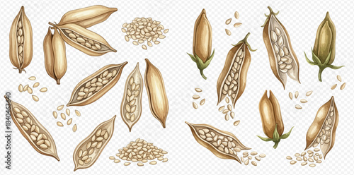 Sesame Seeds and Pods Set, Hand-Drawn Botanical Illustration of Healthy Food Ingredient.