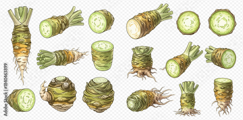 Set of wasabi root illustrations, whole and sliced, showing texture and detail for culinary use.