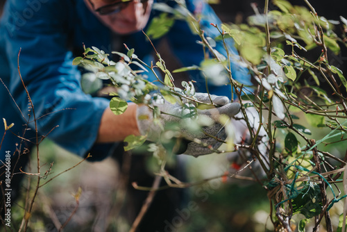 Tablou pe pânză A gardener wearing gloves trims tangled branches of a shrub, focusing on careful removal to promote healthy growth