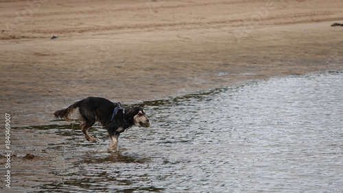 Chien qui court sur la plage avec une balle dans sa gueule