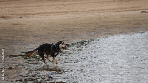 Chien qui court sur la plage avec une balle dans sa gueule