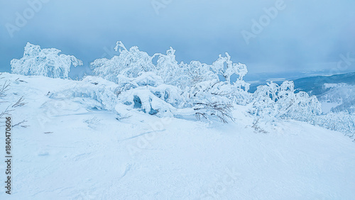An incredibly beautiful winter forest landscape. Tree branches covered in snow