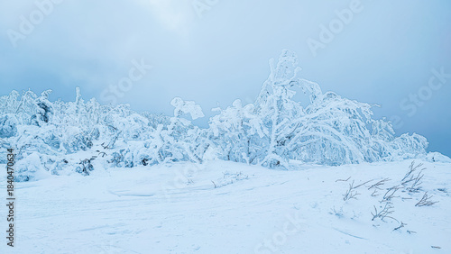 A fantastically beautiful landscape of a winter forest covered with frost and snow