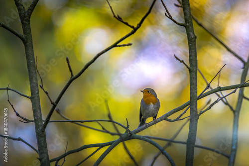 Zwischen den filigranen Zweigen, die wie Linien eines alten Gedichts in den Himmel geschrieben stehen, sitzt ein kleines Rotkehlchen und leuchtet mit seiner orangefarbenen Brust wie ein Funken Hoffnun