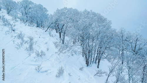 An incredibly beautiful winter forest landscape. Tree branches covered in snow of the Color of the Year 2026 cloud dancer. winter wonderland