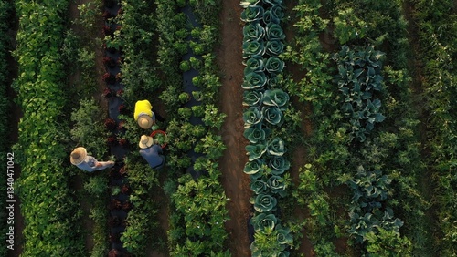 Workers pick fresh vegetables in rows of crops on a summer morning while the sun shines overhead in the field