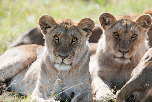 Lion in the Savannah of Africa