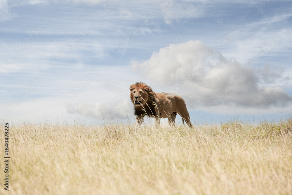 Fototapeta premium Lion in the Savannah of Africa