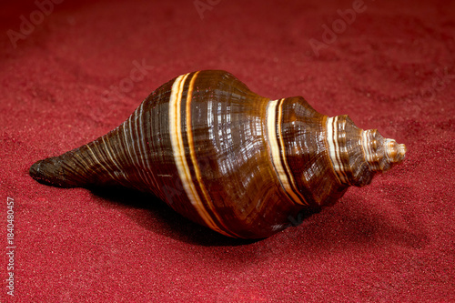 Shiny Striped Whelk Shell Lying on Luxurious Red Sand Backdrop