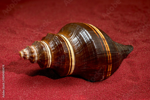 Shiny Striped Whelk Shell Lying on Luxurious Red Sand Backdrop