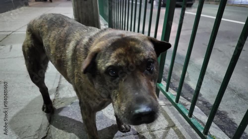 Stray dog sitting on urban sidewalk in quiet neighborhood