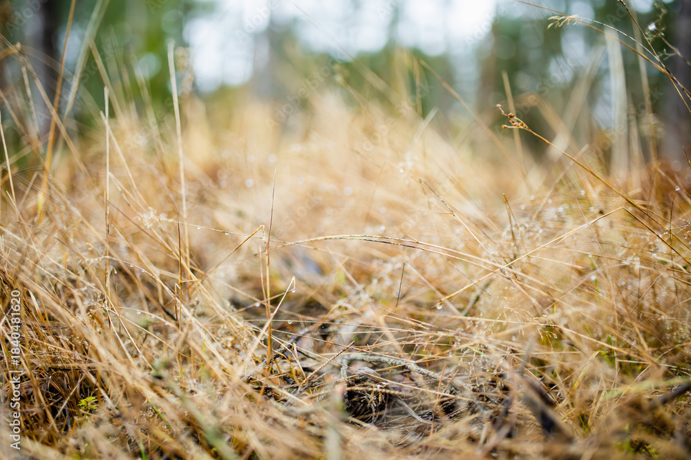 Fototapeta premium Golden dry grass with fine spider webs glistening with dew in a forest clearing. Quiet stillness of late autumn or snowless winter, fragile beauty in overlooked details.