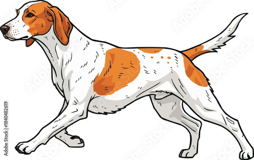Istrian Shorthaired Hound dog running energetic athletic pose