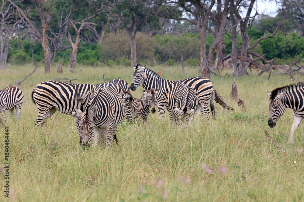 Naklejka premium Herd of Zebra with foal, Okavango Delta, Botswana 