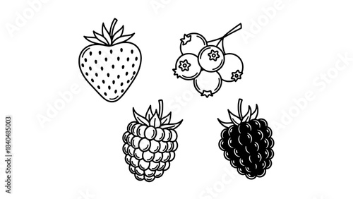 Hand-drawn set of four berries: strawberry, blueberries, raspberry, and blackberry