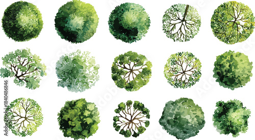 Collection of fifteen diverse green trees viewed from directly above in a top down perspective with watercolor style