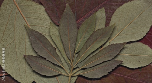 Dried Leaves Arranged in Pattern on Dark Background