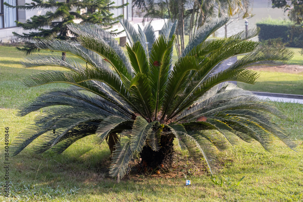 Ταπετσαρία Full view of a beautiful Sago Palm (Cycas revoluta), an ancient cycad plant adding a tropical, dramatic, and feathery appearance to a garden or landscape design