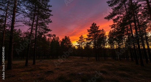 Vibrant Sunset Over a Pine Forest