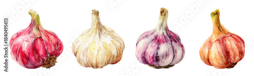Realistic garlic bulbs and cloves in watercolor style. Isolated vegetable set with whole heads and fresh ingredients. Perfect for food design projects and culinary concepts.
