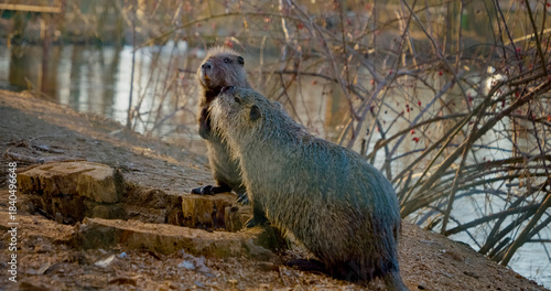 Fotografie Two playful nutria enjoy their time near the water's edge, engaging in friendly antics and showcasing their energetic nature