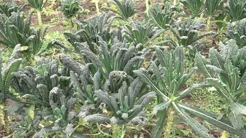 Exploring a kale field in the countryside during morning hours with healthy plants growing in neat rows