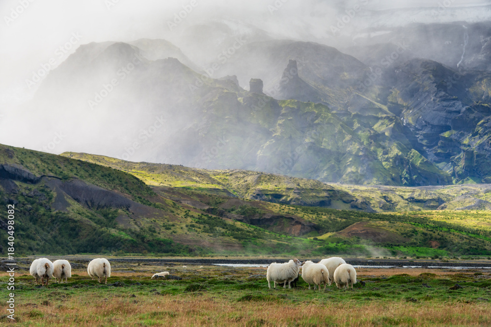 Fototapeta premium Icelandic sheep in the mountain area of Porsmork in Iceland.