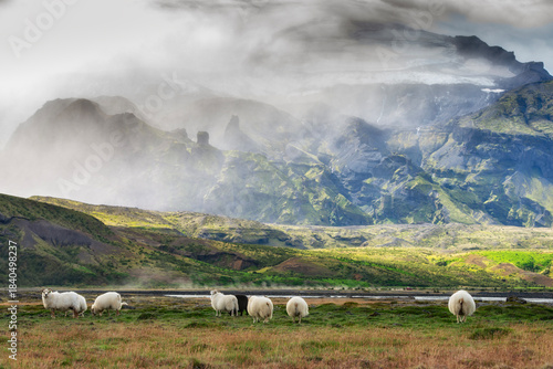 Icelandic sheep in the mountain area of Porsmork in Iceland.