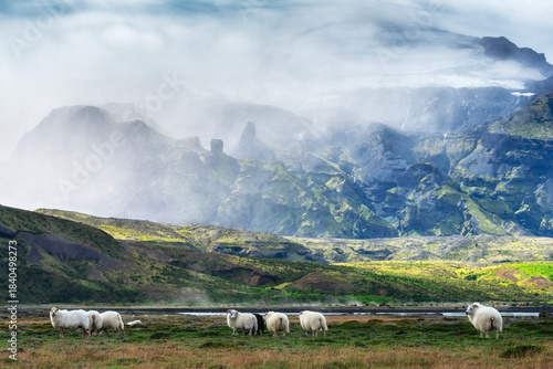 Icelandic sheep in the mountain area of Porsmork in Iceland.
