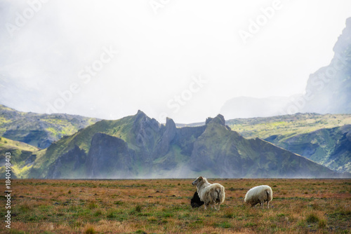 Icelandic sheep in the mountain area of Porsmork in Iceland.