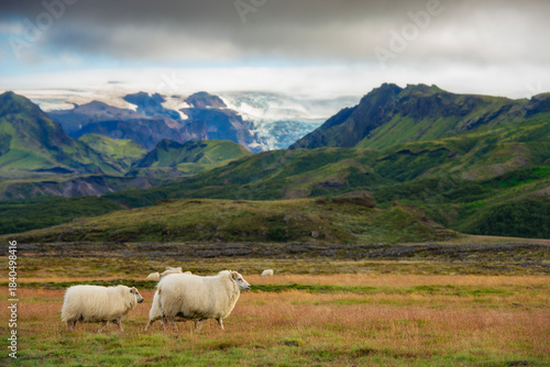Icelandic sheep in the mountain area of Porsmork in Iceland.