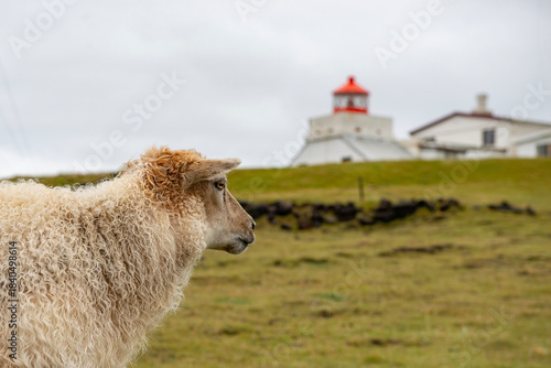 Sheep on a meadow in the hills of the Westman Islands in Iceland.