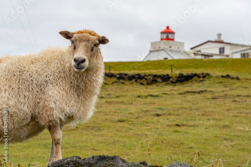 Sheep on a meadow in the hills of the Westman Islands in Iceland.