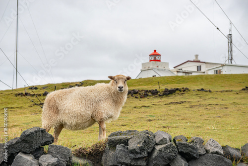 Sheep on a meadow in the hills of the Westman Islands in Iceland.