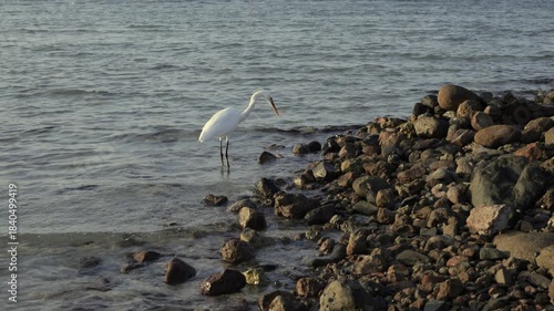 A white egret stands gracefully at the water's edge among rocks.