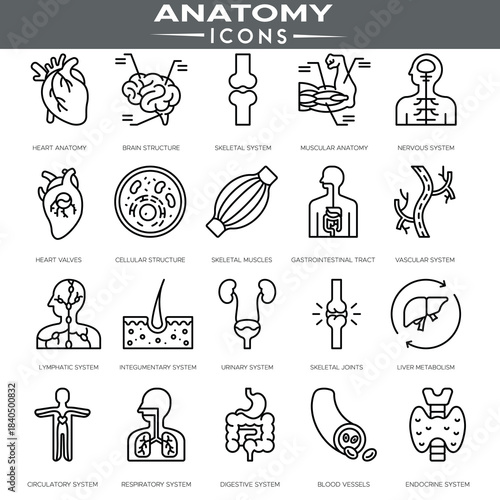 Anatomy body parts icons collection in flat style