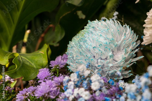 Beautiful light blue and white artificially cultivated chrysanthemums