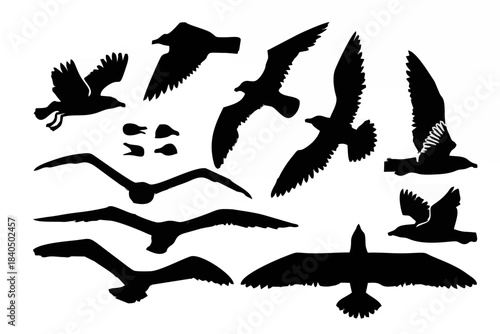 Vector seagull sea gull set 0...