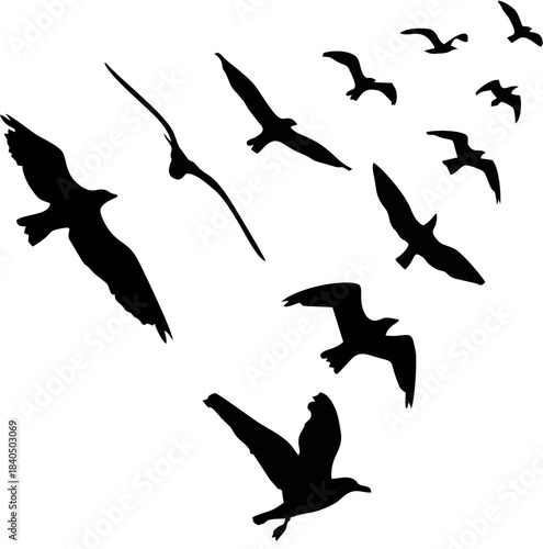 Bird wedge silhouettes on whi...